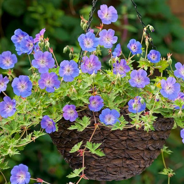 popular-plants-for-containers