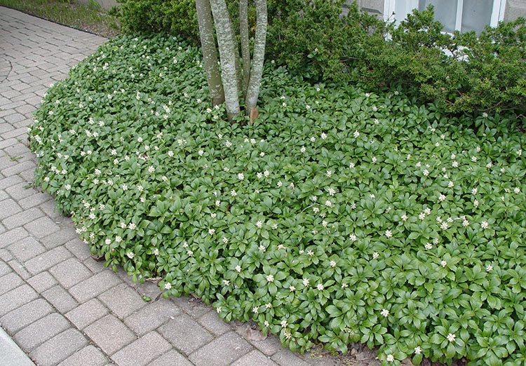 grouncover-green-carpet