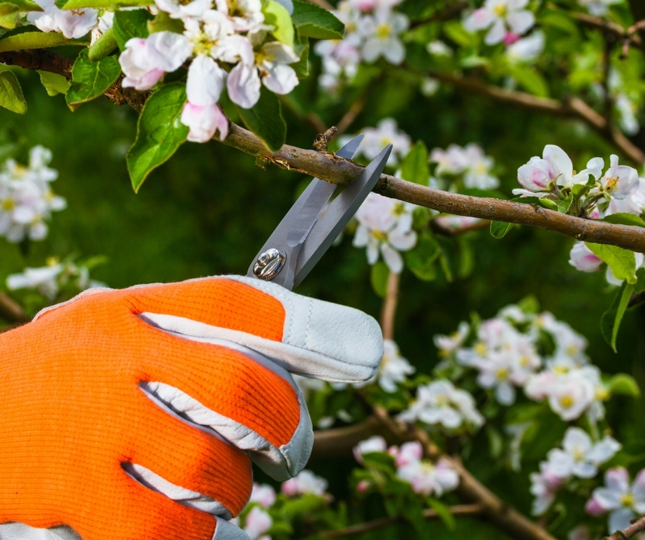 pruning-spring