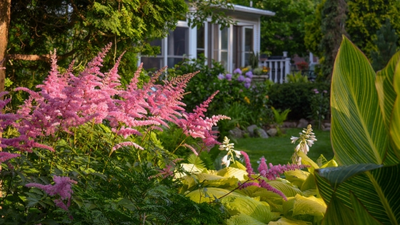 sunlight-and-plants