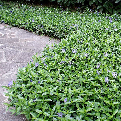 groundcover-bowles-periwinkle