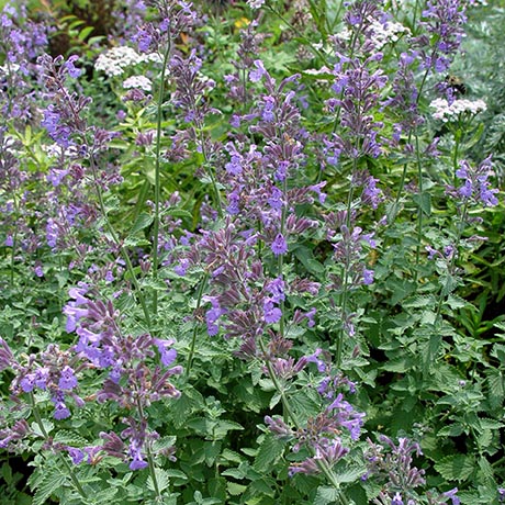 smelling-flowers-perennials